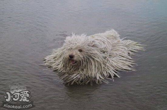 波利犬怎么驱虫 波利犬驱虫方法