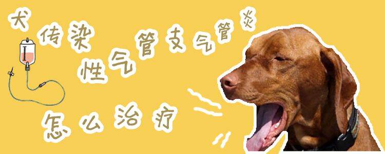 犬传染性气管支气管炎怎么预防治疗