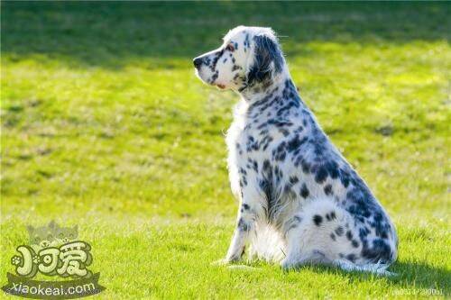 英格兰雪达犬感冒怎么办 英国雪达犬感冒治疗方案