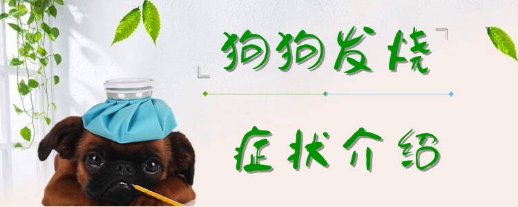 狗狗发烧症状有哪些