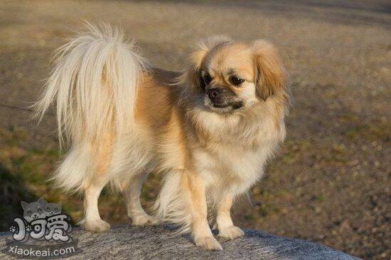 西藏猎犬鼻子干是怎么回事 西藏猎犬鼻子干处理方法