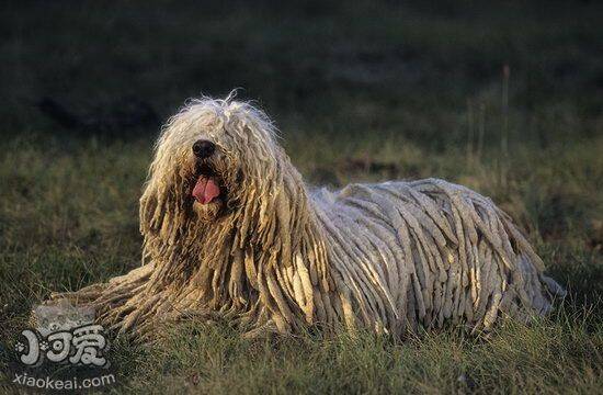 可蒙犬得了犬瘟怎么办 可蒙犬犬瘟热治疗方法