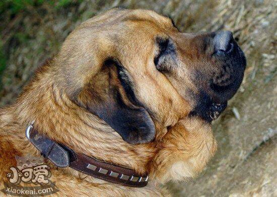 马士提夫獒犬感冒怎么办 马士提夫獒犬感冒治疗方法