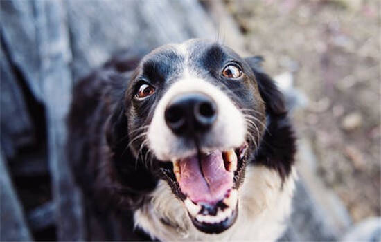 狗狗常见的口腔疾病 这四种疾病你知道吗