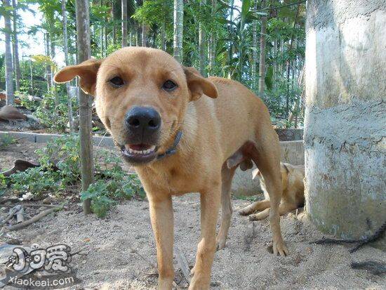 中华田园犬吐黄水怎么办 中华田园犬吐黄水解决方法