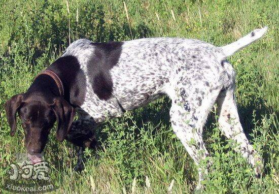 波音达猎犬感冒怎么办 波音达猎犬感冒治疗方法