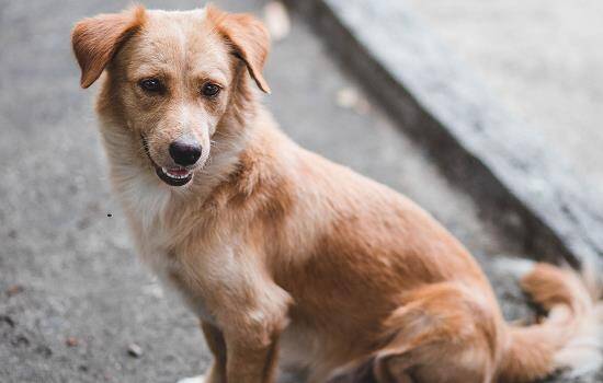 小狗得了犬瘟有救吗