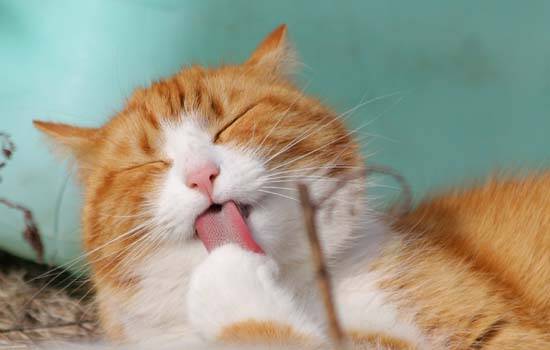 猫咪为什么会吐舌头 猫咪吐舌头是什么意思