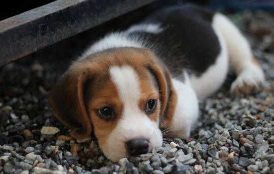 一个月的小狗有狂犬病吗