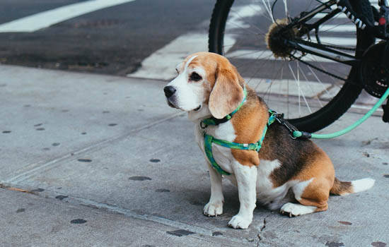 成犬每年都要打疫苗吗 宠物狗每年都要打疫苗和狂犬疫苗吗