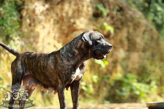 加纳利犬什么时候打疫苗 西班牙加纳利犬打疫苗注意事项