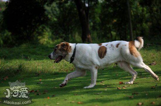 中亚牧羊犬拉稀怎么办 中亚牧羊犬拉稀便血急救措施