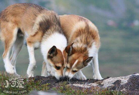 挪威伦德猎犬拉稀怎么办 挪威伦德猎犬拉肚子解决方法