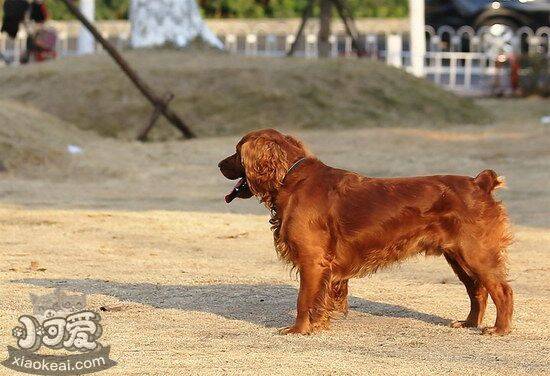 田野小猎犬怎么驱虫 田野小猎犬寄生虫防治方法