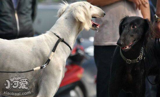 细犬感冒症状有哪些 中国细犬感冒治疗方法