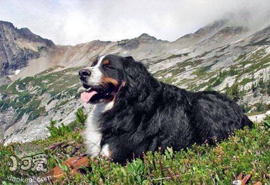 大瑞士山地犬驱虫吃什么药 驱虫用药推荐介绍