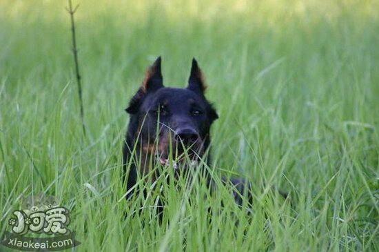 法国狼犬发烧怎么解决 法国狼犬发烧处理方案