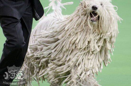 可蒙犬眼屎多怎么办 可蒙犬眼屎多治疗方法