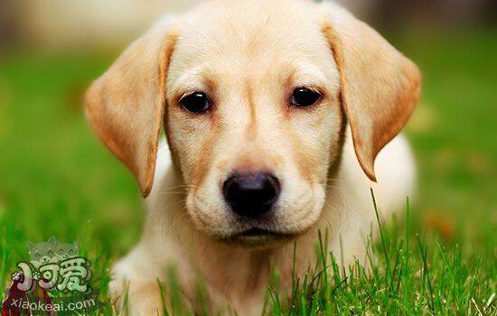 狗狗吐粘稠物带血丝 狗狗呕吐物里的危险信号