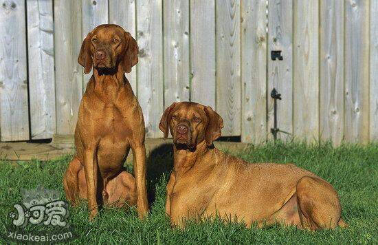 维希拉猎犬鼻子干是怎么回事 维希拉猎犬鼻子干处理方法