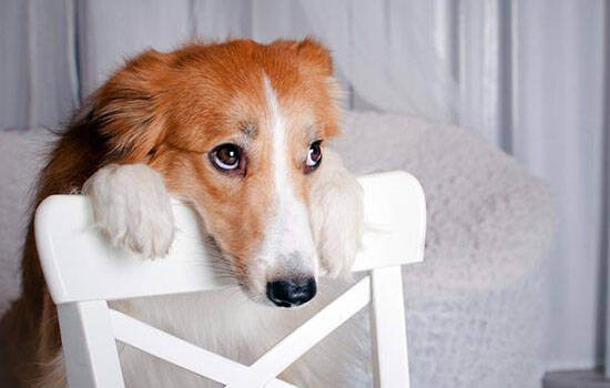 犬弓形虫病的症状 弓形虫重在预防