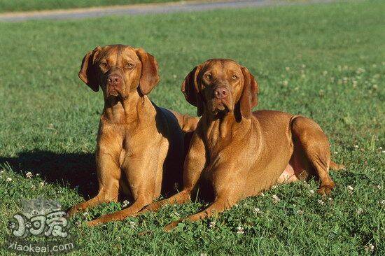 维希拉猎犬怎么驱虫 维希拉猎犬驱虫方法