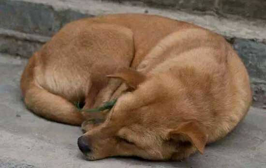犬瘟是什么原因引起的