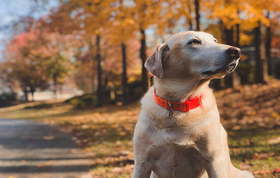 犬螨虫病症状 你听说过“癞皮狗”吗