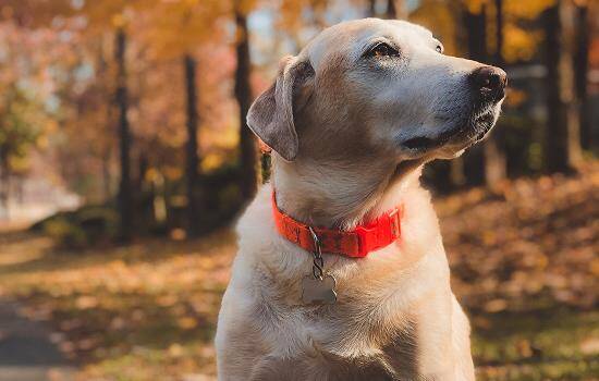 怎么区分犬瘟和感冒 如何区分犬瘟和感冒