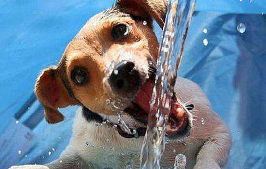 狗狗喝水多怎么回事 喝水并不是越多越好