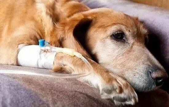 狗打消炎针最多打几天 消炎针就是抗生素你知道吗