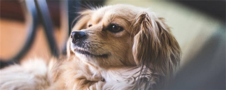 狗狗耳朵起了个充气包 会不会是肿瘤？