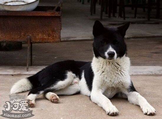 中华田园犬拉稀怎么办 土狗拉肚子治疗办法