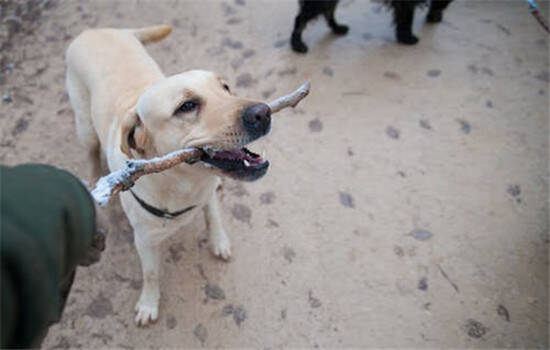 狂犬病的表现 狂犬病分为两种知道吗