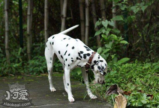 斑点狗得了细小怎么办 大麦町犬细小病毒治疗方法