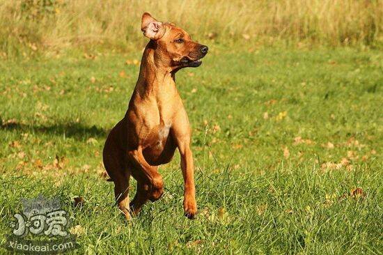 罗得西亚脊背犬拉肚子吃什么 猎狮犬拉肚子饮食介绍