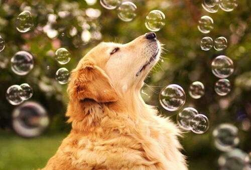 金毛呕吐怎么办 金毛犬呕吐不吃东西解决方法