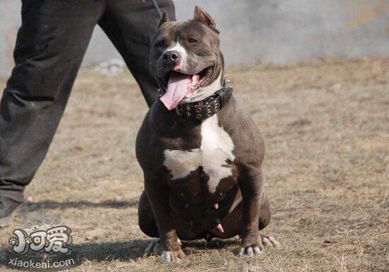 美国恶霸犬犬瘟热怎么办 恶霸犬犬瘟热治疗方法