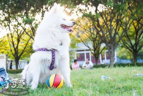 银狐犬呕吐怎么办 银狐犬呕吐治疗方法