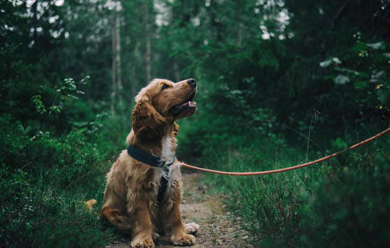 狗打过疫苗咬人还需要打狂犬疫苗吗