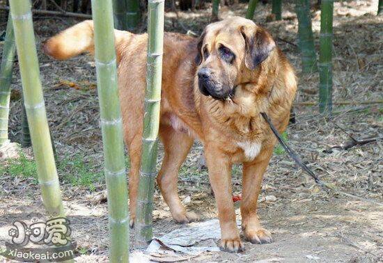 马士提夫獒犬拉稀怎么办 马士提夫獒犬拉肚子解决方法