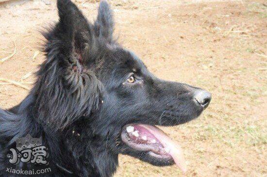 比利时牧羊犬犬瘟怎么治 比利时牧羊犬犬瘟热治疗方法