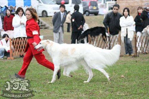 苏俄猎狼犬消化不良怎么办 消化不良解决办法