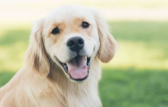 哺乳期母犬如何进食 哺乳期母犬怎么进食