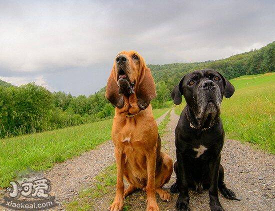 寻血猎犬怎么驱虫 寻血猎犬驱虫方法