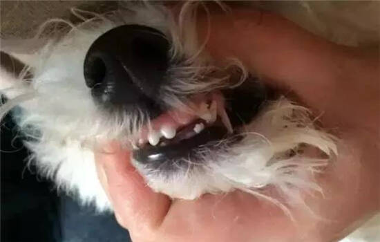 狗狗口腔疾病有哪些 多给狗狗刷牙准没错！