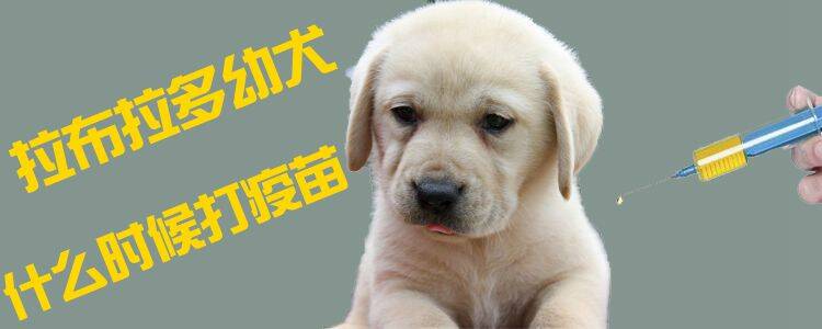 拉布拉多幼犬什么时候打疫苗