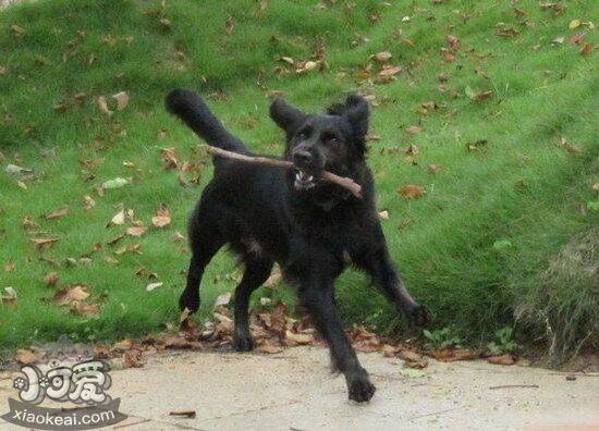 平毛寻回犬有蛔虫怎么办 平毛寻回猎犬蛔虫治疗方法