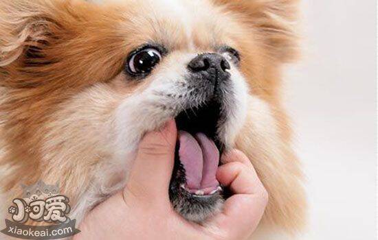 狗狗拉稀带血 需警惕犬瘟或细小