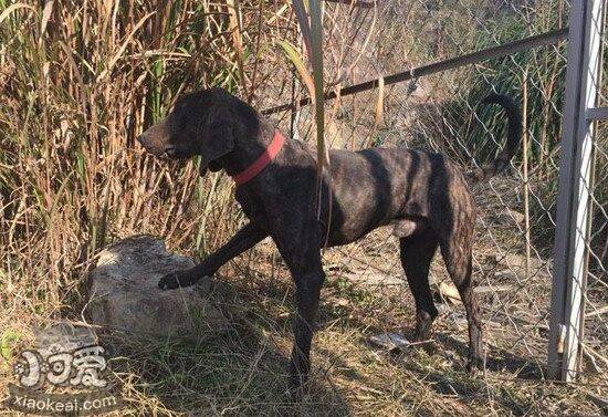 普罗特猎犬犬瘟热症状及治疗预防方法